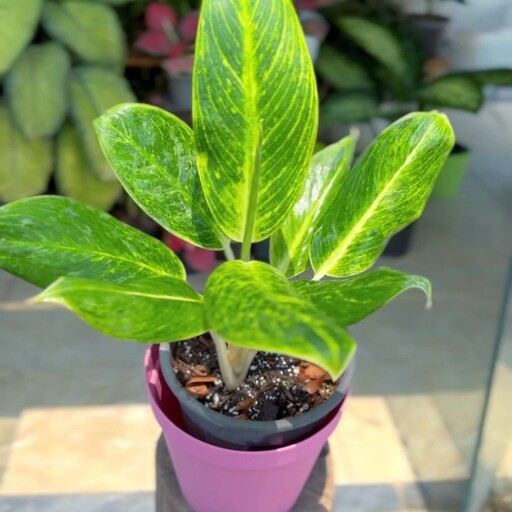 آگلونما طلایی  Aglaonema Golden   هزینه ارسال بصورت پس کرایه و بعهده مشتری می باشد  