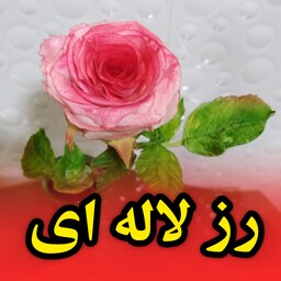 گل رز لاله ای با خمیر انعطاف پذیر 