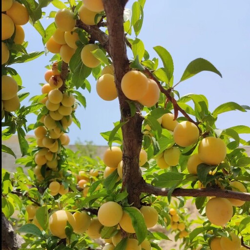 نهال آلو زرد قطره طلا چند ساله روبار 