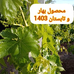 برگ دلمه، انگور کشمشی، تازه تابستان 1403