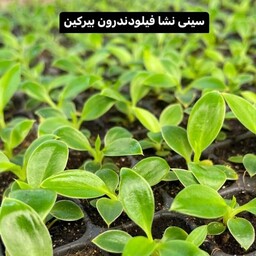 سینی فیلودندرون  برکین 