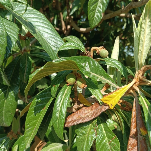 نهال ازگیل پیوندی (کندوس)ازگیل محلی