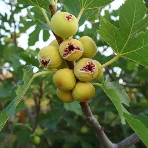 نهال انجیر سایز بزرگ بن دار