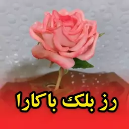 گل رز بلک باکارا ، کاملا دستساز