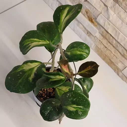 هویا ابوواتا وسط ابلق(hoya obovata variegated)