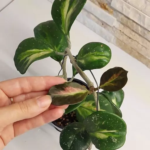 هویا ابوواتا وسط ابلق(hoya obovata variegated)