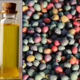 روغن بنه 100 درصد اصل و خالص با ضمانت بازگشت وجه 30 سی سی