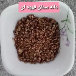 دانه سماق قهوه ای(سماق نکوبیده)