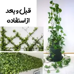 کلیپس گیاه رونده 10 عددی