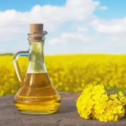 روغن کلزا 100 سی سی