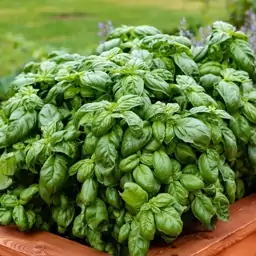 بذر گیاه و سبزی ریحان ایتالیایی - Italian Basil