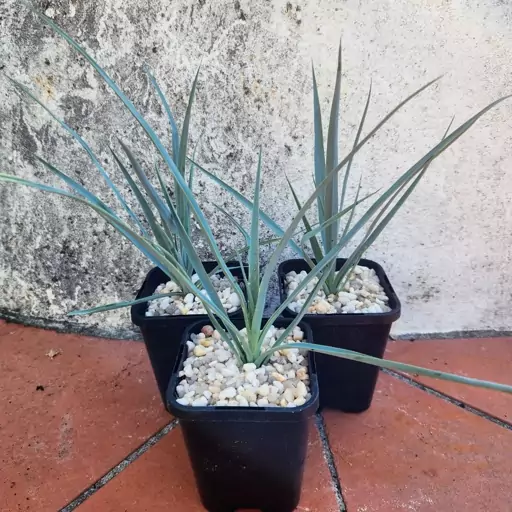 بذر کمیاب یوکا رجیدا آبی Blue Yucca ( بسته 1000 عددی)