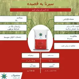 بذر هیبرید گندم ترکیه ای