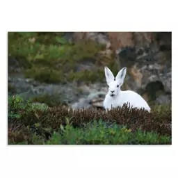 تابلو شاسی طرح حیوانات - خرگوش سفید در طبیعت White Rabbit in Nature مدل NV0906