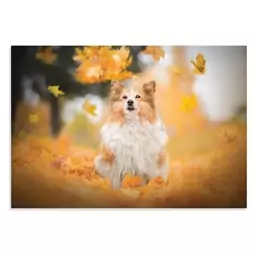 تابلو شاسی طرح حیوانات - سگ شتلند Shetland Sheepdog مدل NV0912