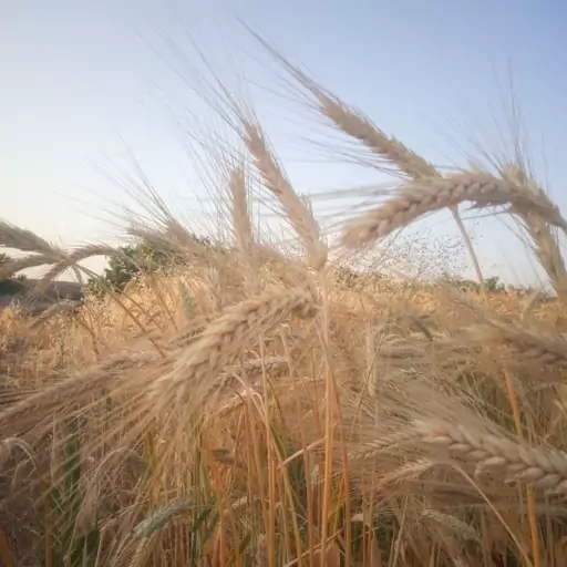 گندم سبوسدار امساله جهت پخت نان خانگی سبوسدار در بسته بندی 50 کیلویی