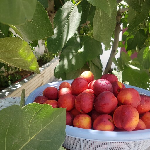 مربا شلیل مربالی