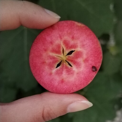 مربا سیب عشق مربالی حلقه ای 