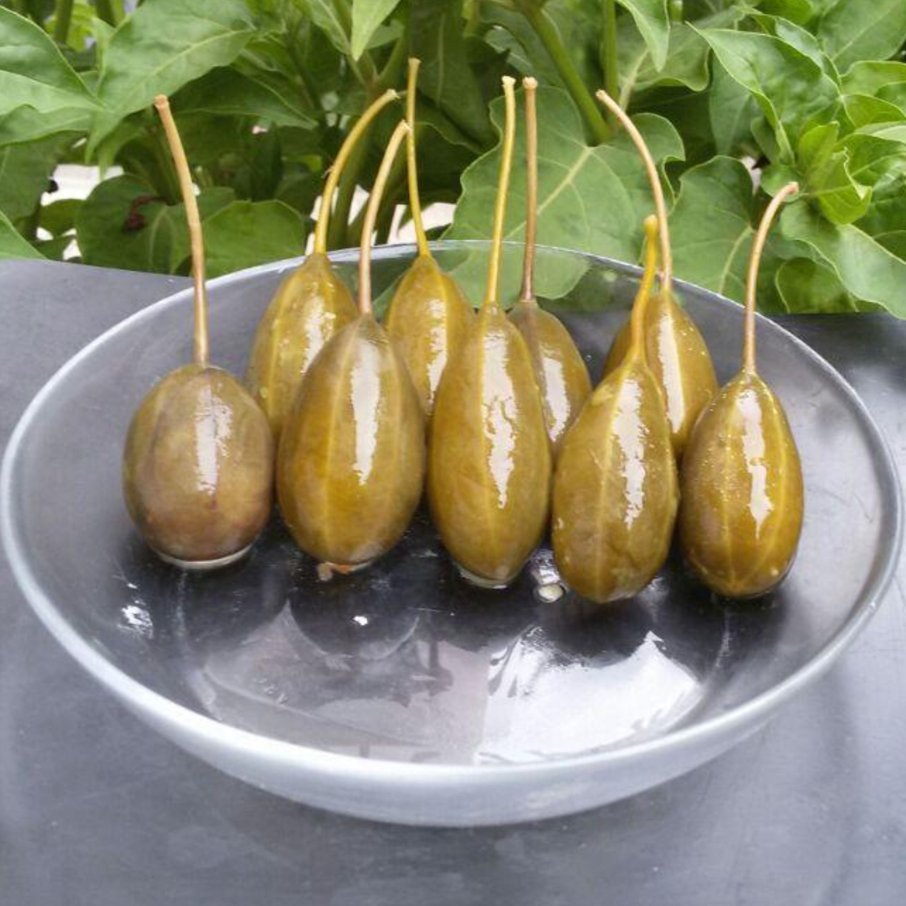 ترشی خیار درشت کبر وزن1400 گرمی