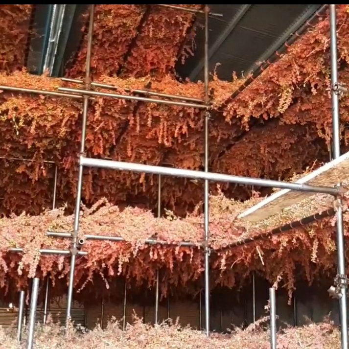 زرشک پفکی معمولی(500گرمی)