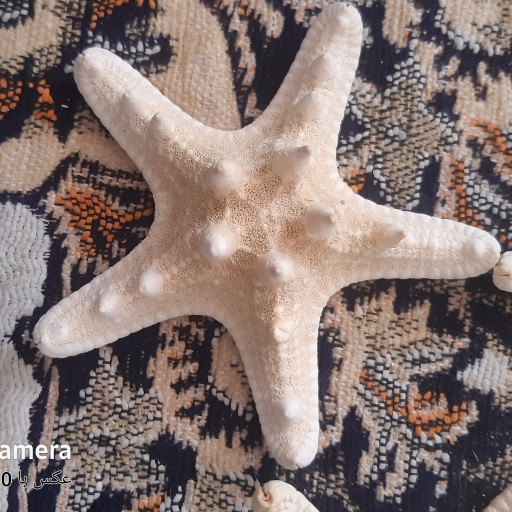 ستاره دریایی تایلندی 10 سانتی