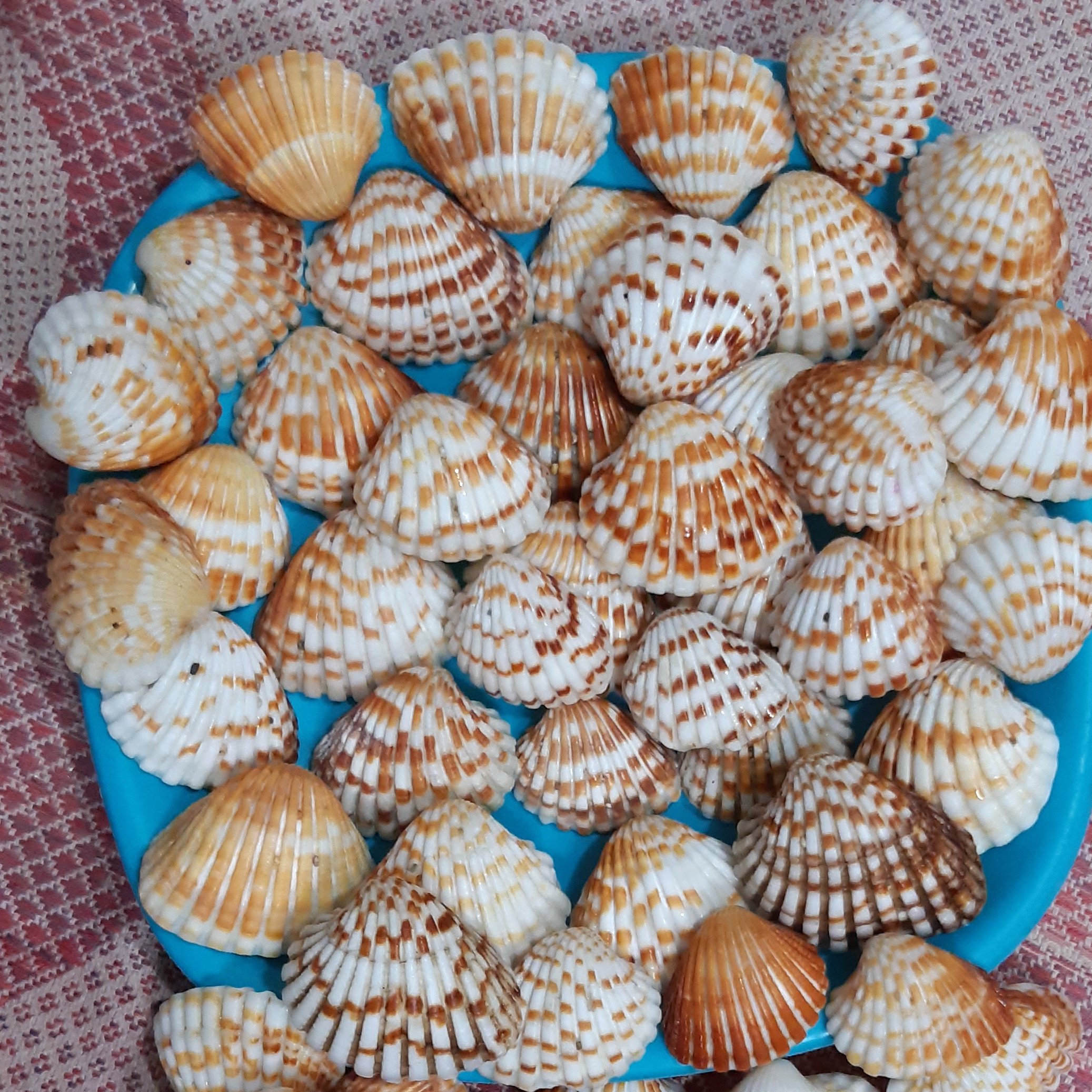 صدف پروانه ای