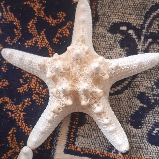 ستاره دریایی تایلندی 10 سانتی
