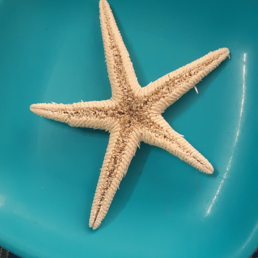ستاره دریایی ایرانی