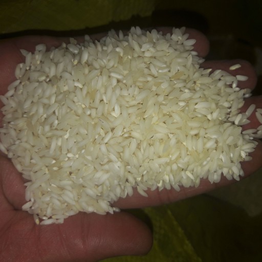 برنج ایرانی عنبربو ممتاز خوزستان ( امسالی و تازه )