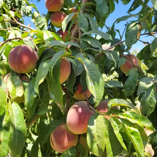 بسته 250 گرمی هلو خشک