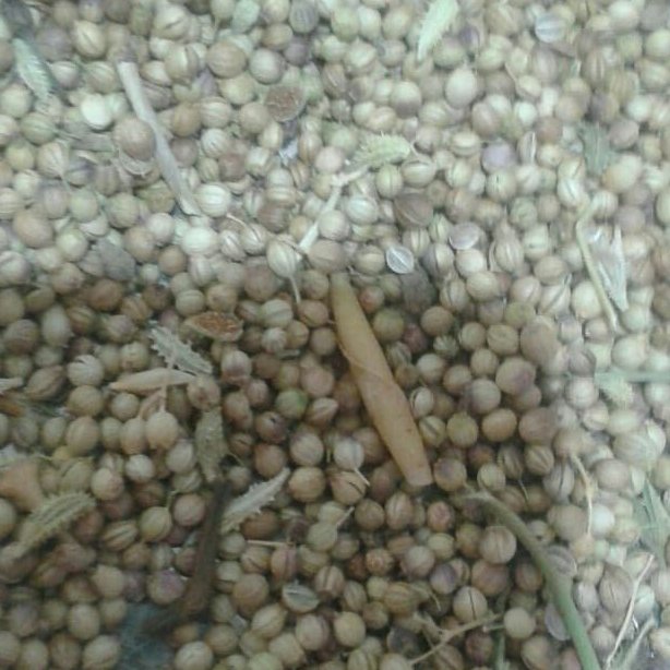 پودر تخم گشنیز پاک کرده و شسته شده