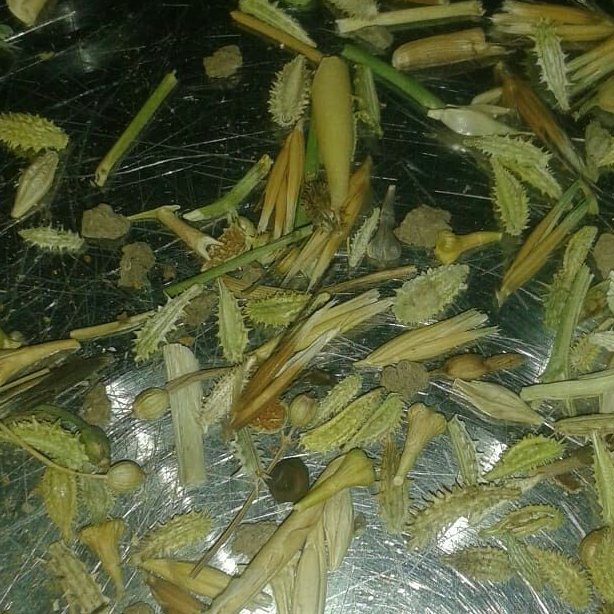 پودر تخم گشنیز پاک کرده و شسته شده