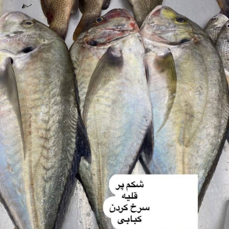 ماهی جش سفید دریای بوشهر در پک چهار کیلویی