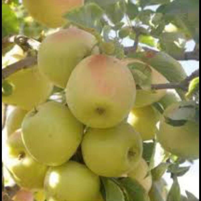 نهال سیب سمیرم