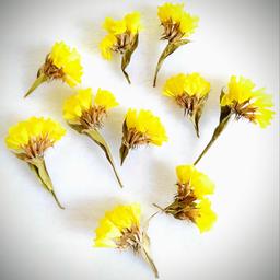 خرید گل خشک شده مخصوص رزین مدل گل وحشی زرد بسته 10 تایی