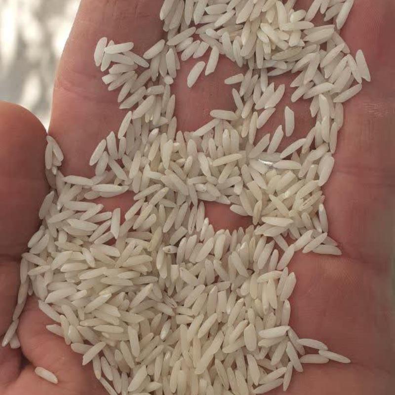 برنج طارم هاشمی (50کیلوئی) غربال شده  صداقت
