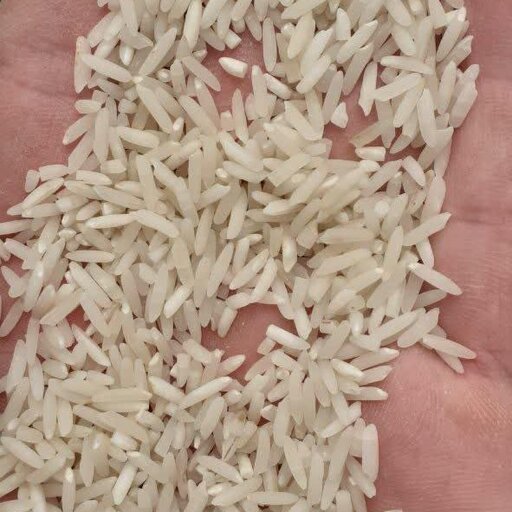 برنج پر محصول طلائی (10 کیلویی) خوش پخت صداقت