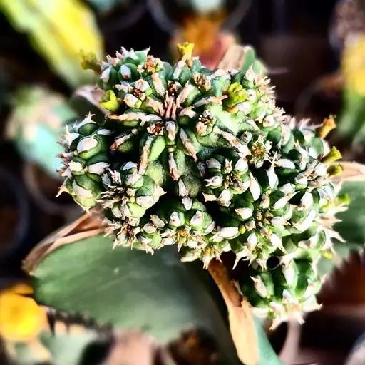 کاکتوس افوربیا ستاره ای مادری 