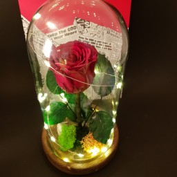 گل رز جاویدان قرمز با ریسه طرح دیو و دلبر ( کادو ولنتاین ) باکس گل