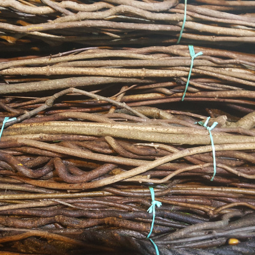 ریشه کیوی