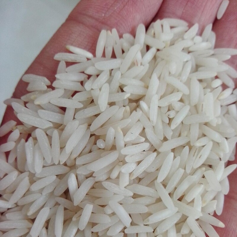 برنج طارم شیرودی خوشپخت فوق اعلا ارسال رایگان به سراسر کشور 