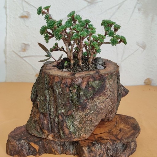 گلدان چوبی درختی به همراه زیر گلدانی(15 سانت)