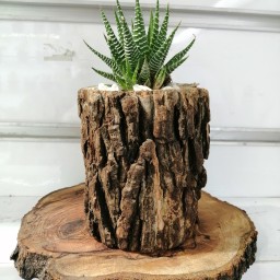 گلدان چوبی با پوست درخت به همراه زیرگلدانی (10 سانت)