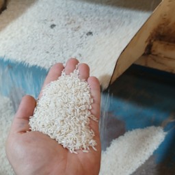 برنج طارم هاشمی خوش عطر و طعم تضمین کیفیت ومرجوعی