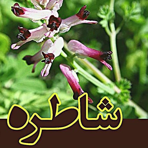 عرق شاطره ( شاهتره ) قدح یک لیتری