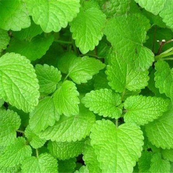 بادرنجبویه اعلا 250 گرمی