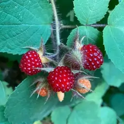 نهال واین بری     ارسال با باربری و پسکرایه 