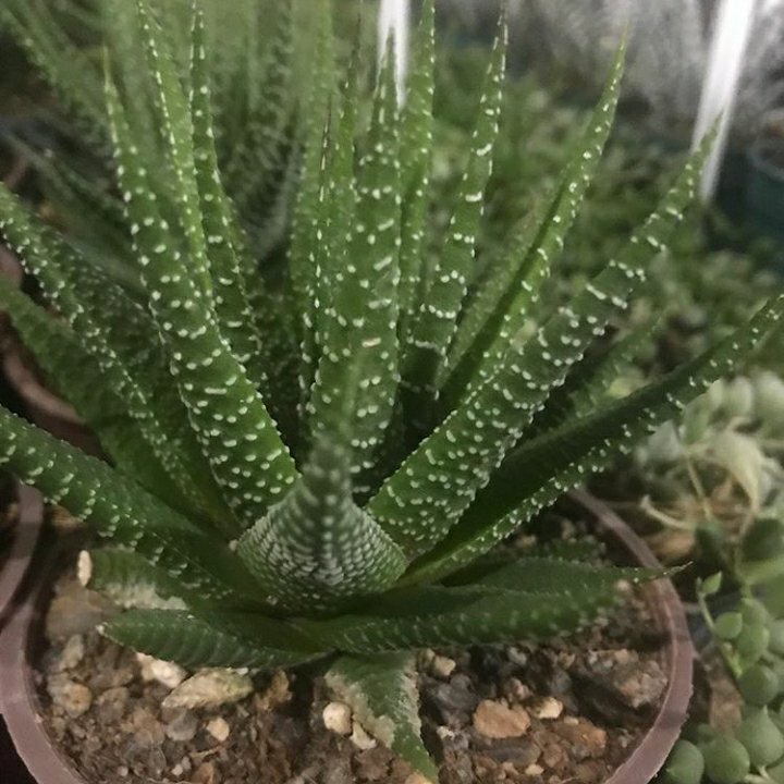 هاورتیا گورخری