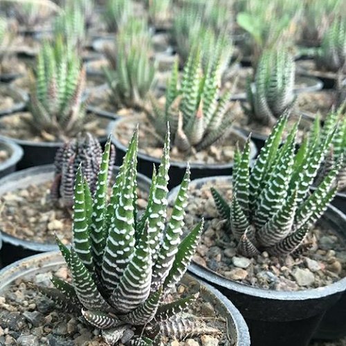 هاورتیا گورخری