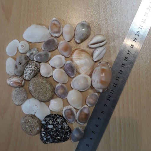 صدف و سنگ های ساحل